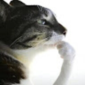 Meet your Posher, Mady